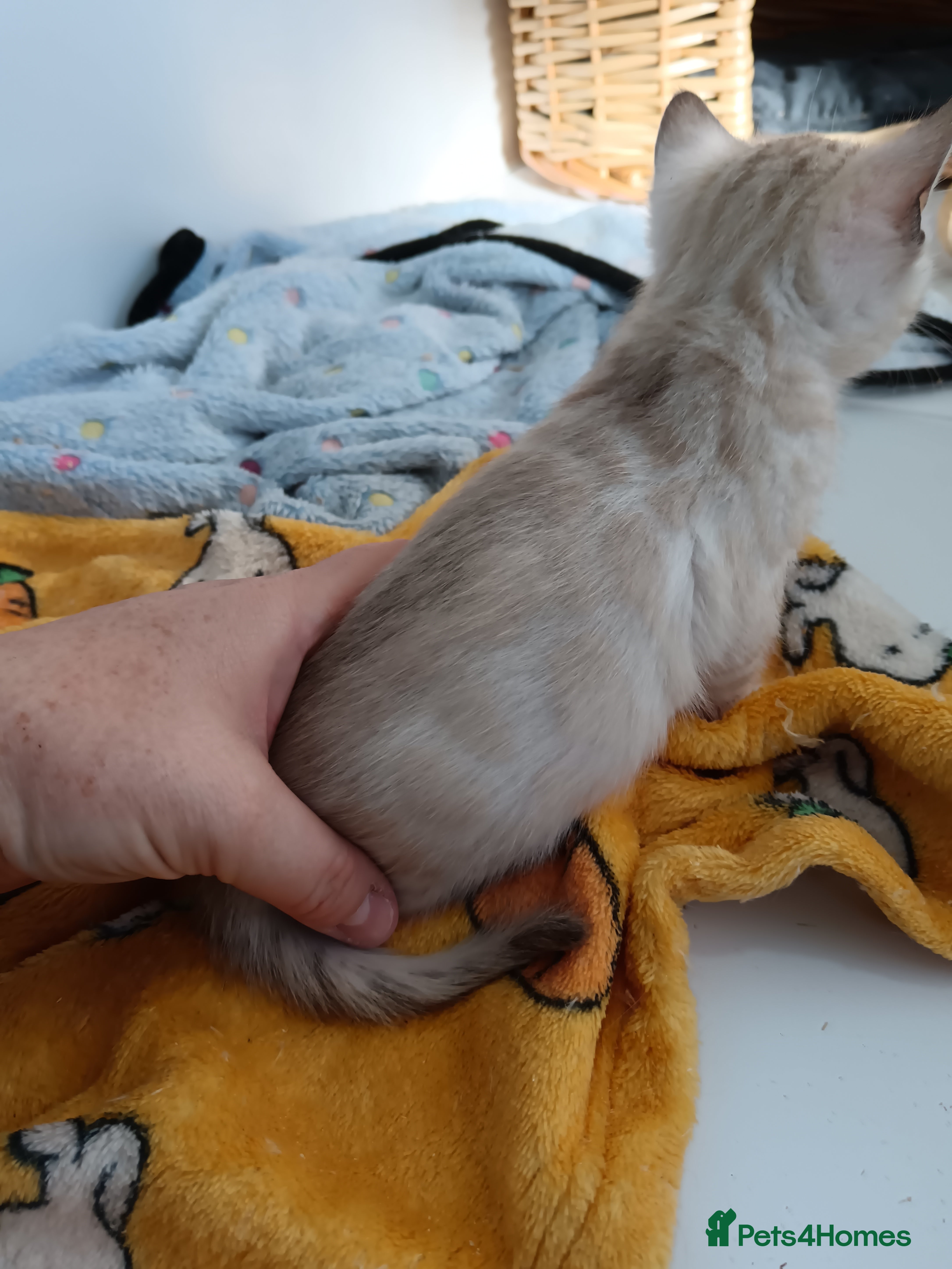 Bengal cats G6 Pure Tica RG Bengal - Advert 2