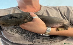Guinea Pig rodents for sale: Skinny pigs - Image 1