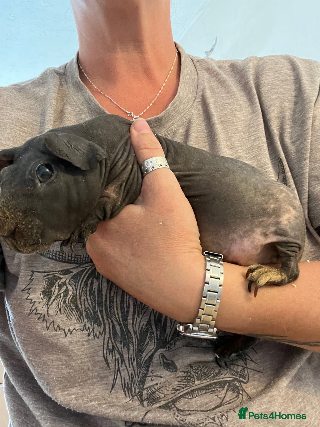 Guinea Pig rodents for sale: Skinny pigs - Image 1