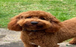 Goldendoodle dogs for sale: Stunning Miniature Goldendoodles - Image 28