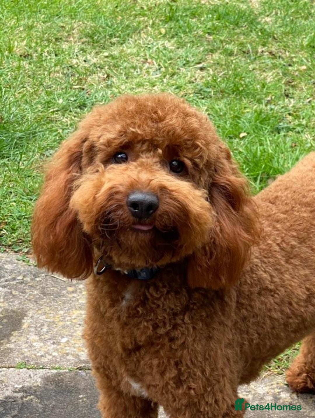 Goldendoodle dogs for sale: Stunning Miniature Goldendoodles - Image 28