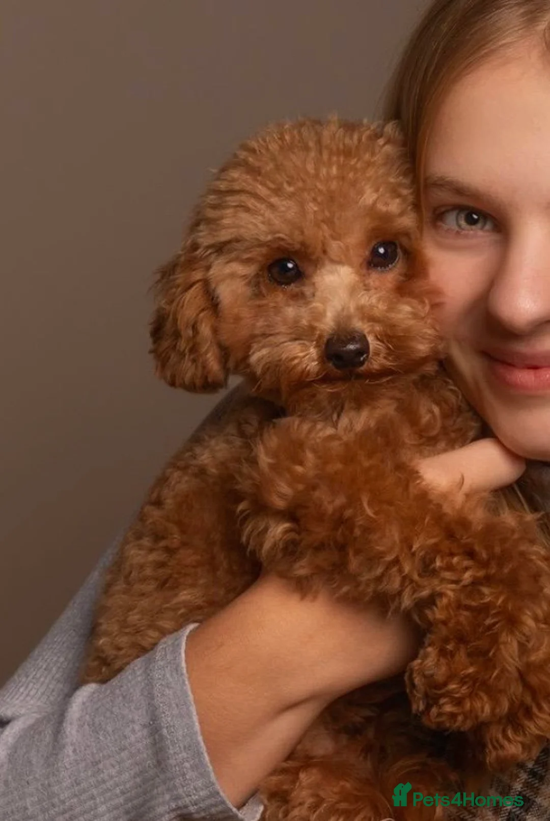 Cavapoo dogs for sale: Toy cavapoo puppies  - Advert 2