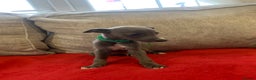 Whippet dogs for sale: Whippet puppy’s  - Advert 5