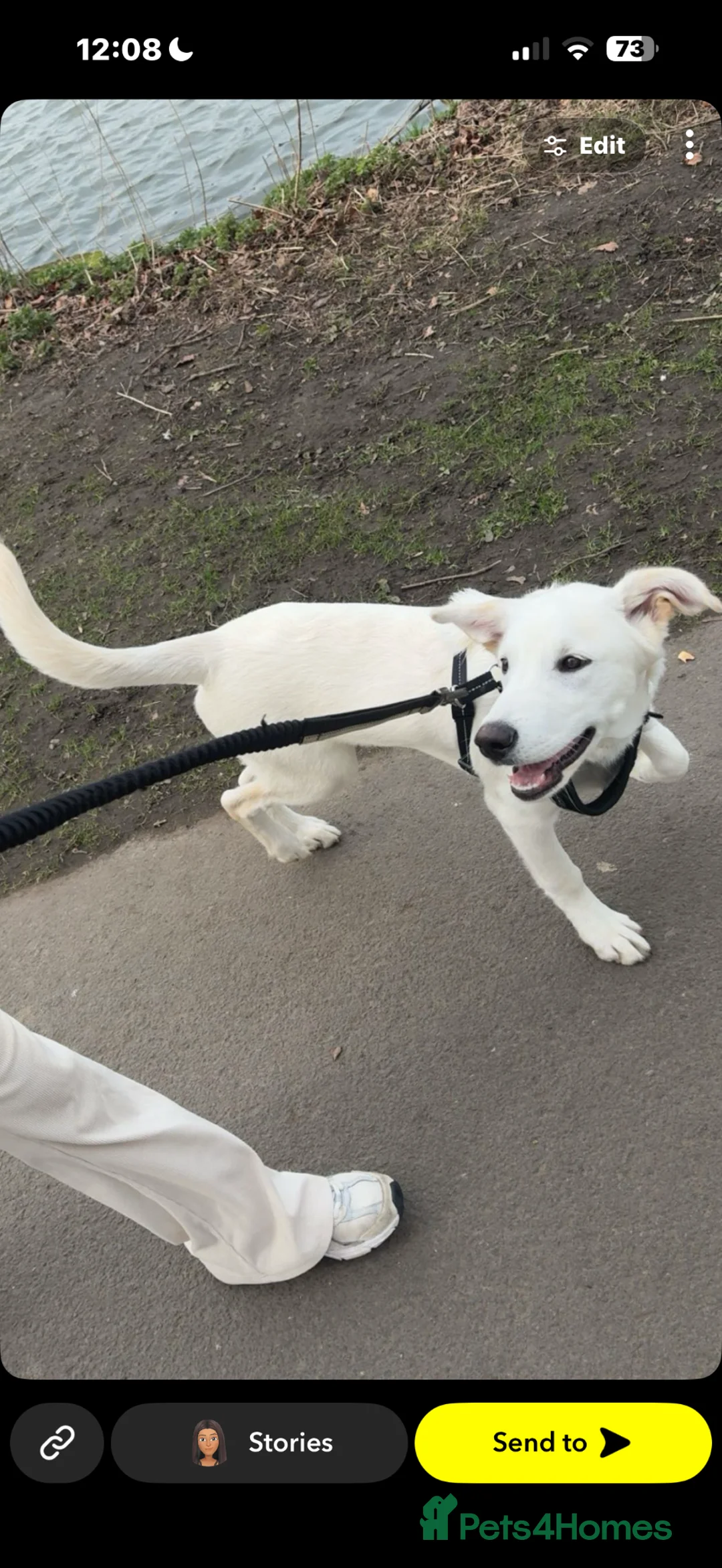 Mixed Breed dogs for sale: 8 month old male puppy for rehoming  in Bradford - Advert 2