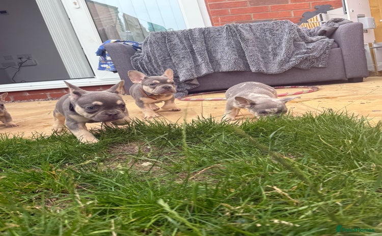 French Bulldog dogs - Advert 7