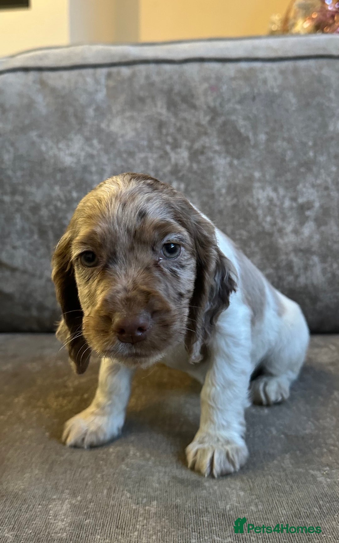 Sprocker dogs for sale: Beautiful sprocker puppies - Advert 7