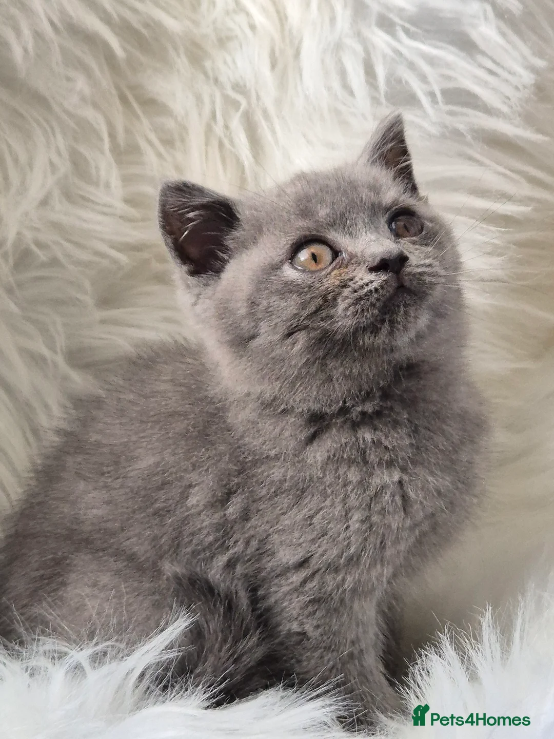 British Shorthair cats for sale: Stunning BSH kitten GCCF Reg Champion sired - Advert 30