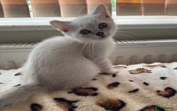 British Shorthair cats for sale: British Shorthair colourpoint kittens  - Image 9