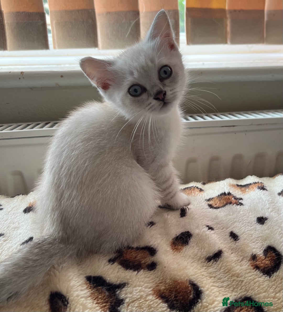 British Shorthair cats for sale: British Shorthair colourpoint kittens  - Image 9