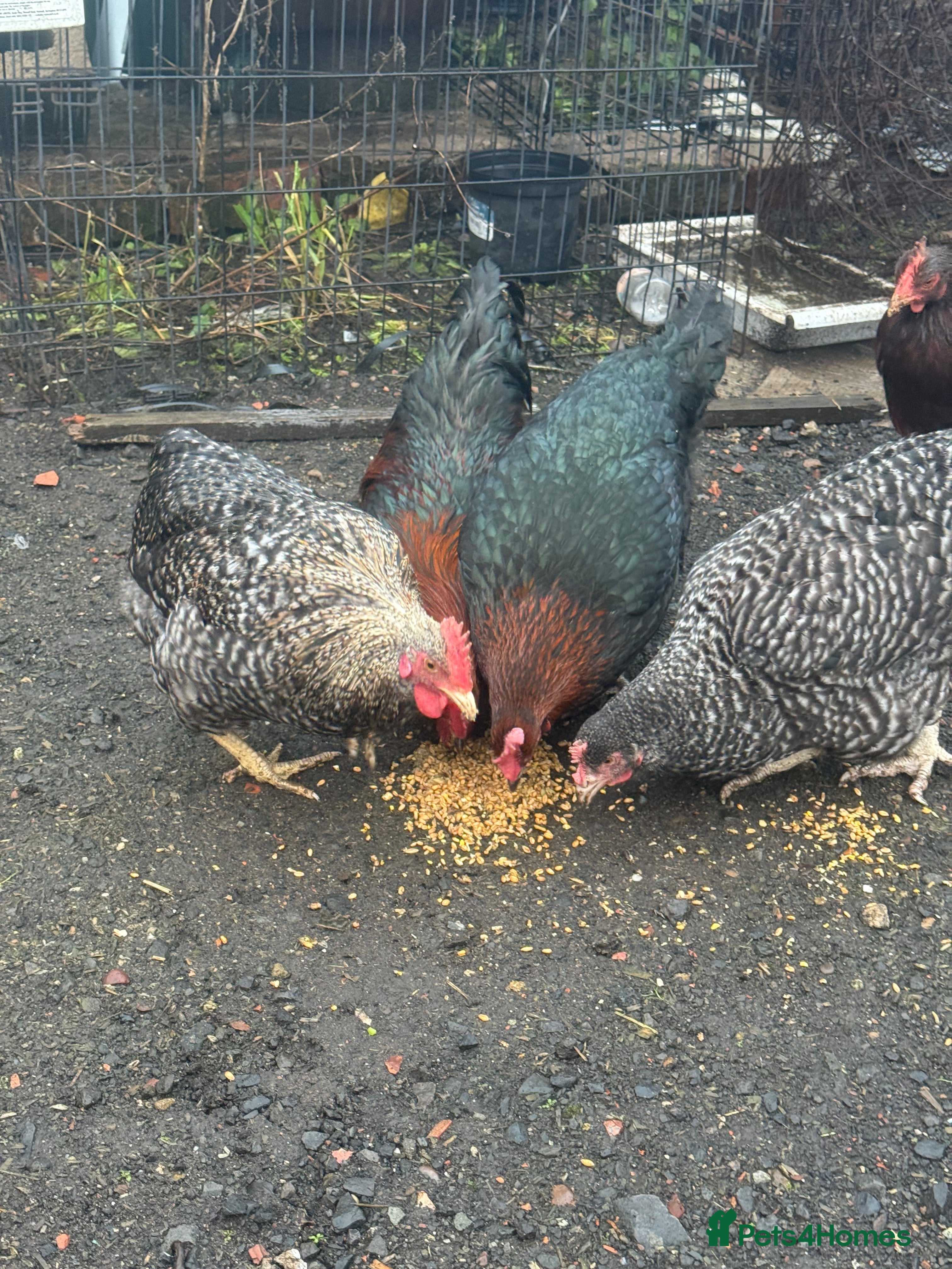 Chickens poultry X4 Egg laying hens - Advert 1