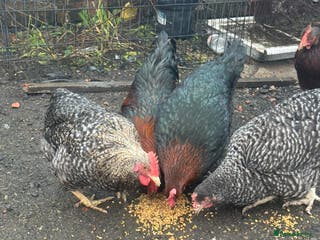 Chickens poultry X4 Egg laying hens - Advert 1