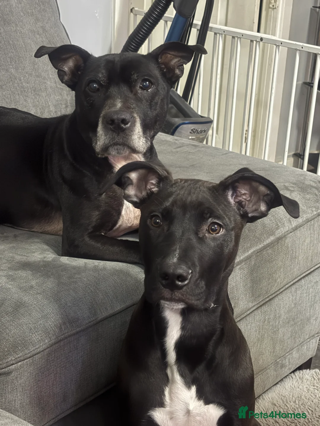 Mixed Breed dogs for sale: Staff x American bulldog puppy  - Advert 4