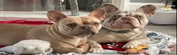French Bulldog dogs for stud: New shade Isabella Merle fluffy carrier  in Hastings - Advert 3