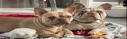 French Bulldog dogs for stud: New shade Isabella Merle fluffy carrier  in Hastings - Advert 3
