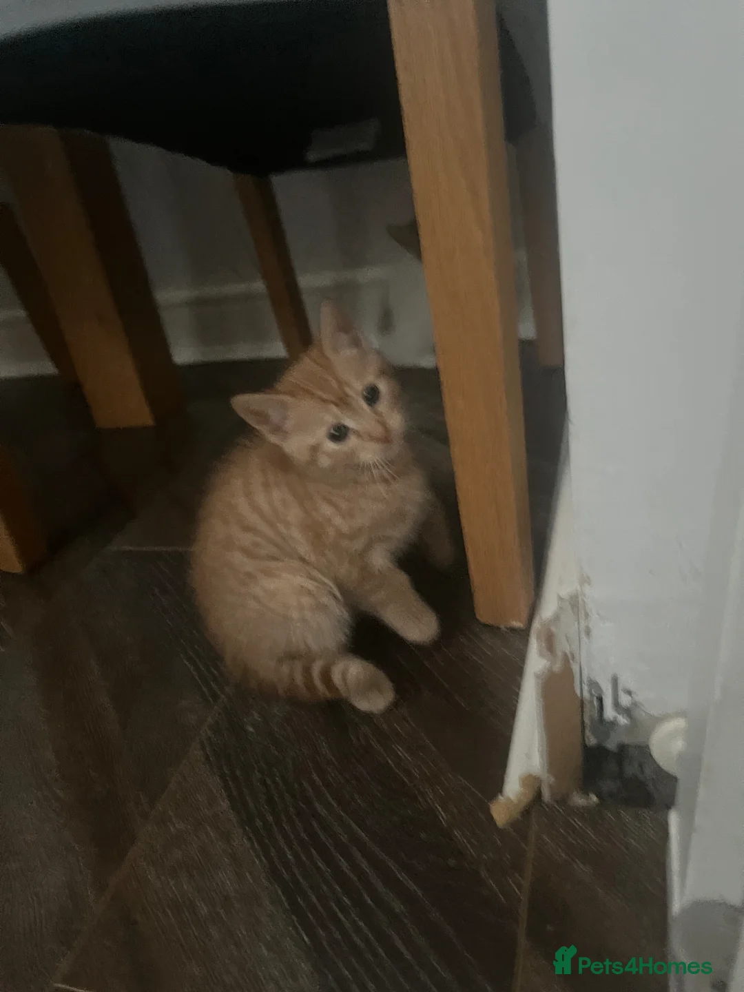 Mixed Breed cats for sale: Gorgeous kittens  - Advert 2