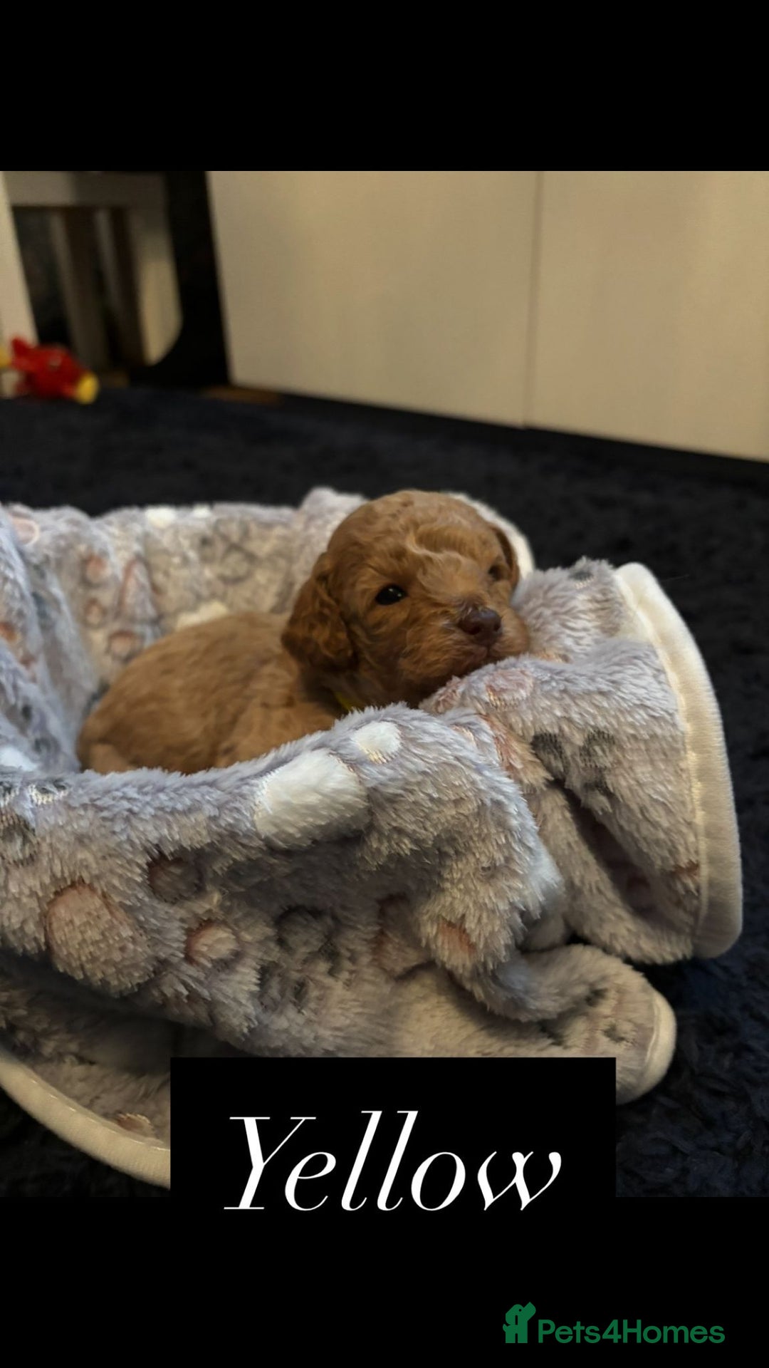 Cockapoo dogs for sale: Beautiful Cockapoo Puppies - Advert 9