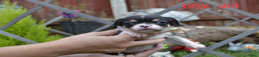 Chihuahua Puppy 2