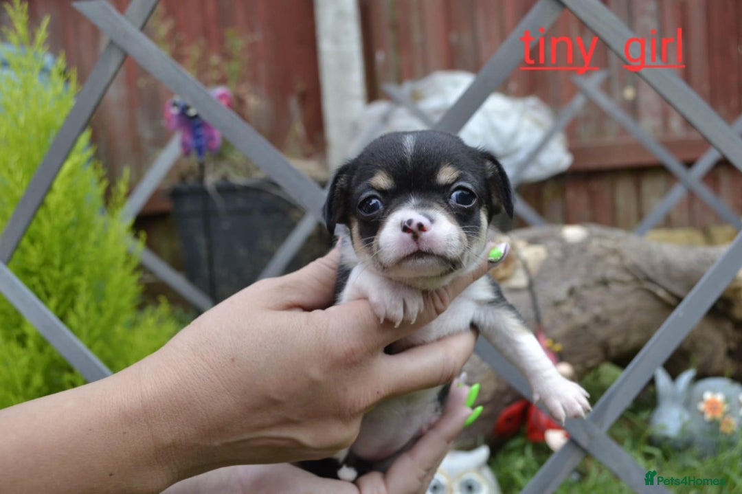 Chihuahua dogs for sale: 3 very beautiful puppy's  - Image 2