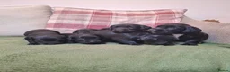 Sprocker dogs for sale: (6 left) sprocker puppies 🐶  5⭐️ breeder - Advert 5