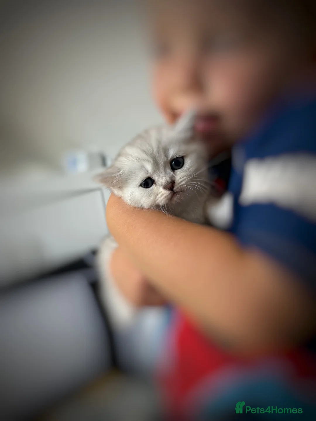British Shorthair cats for sale: Stunning Snow Spot BSH Kittens  - Advert 1