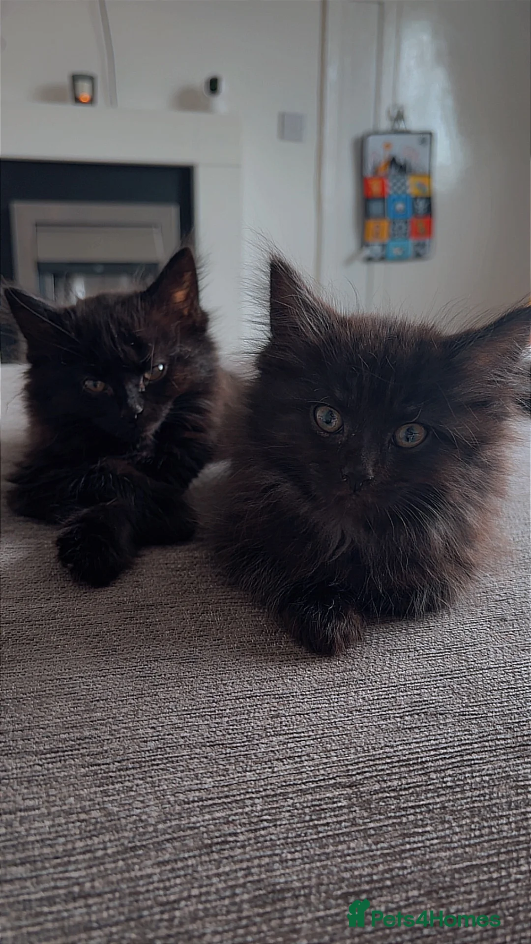 Mixed Breed cats for sale: Male Maine coin mix  in Belper - Advert 7