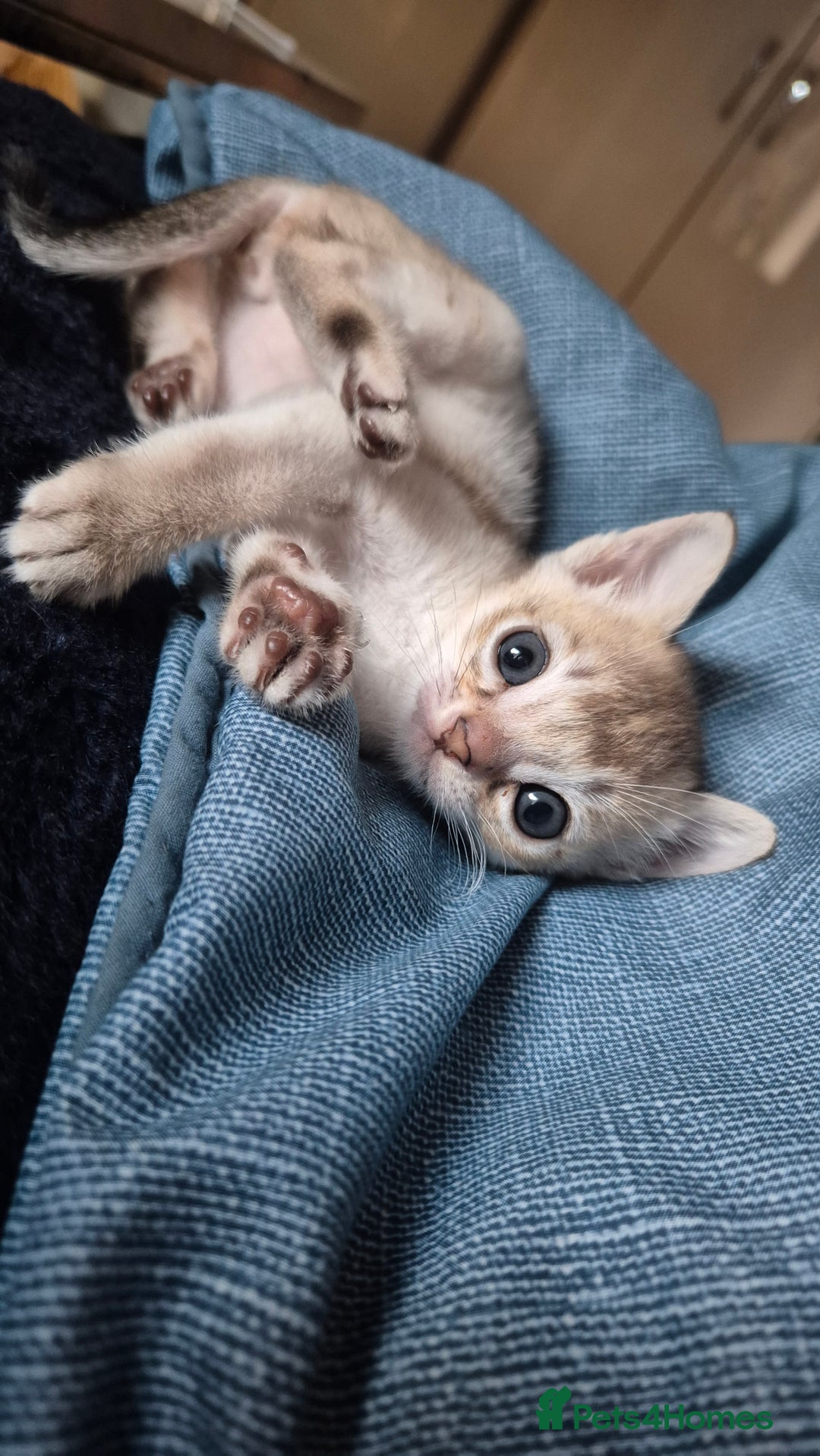 Singapura cats for sale: ⚜️TICA registered Singapura kittens  - Advert 2