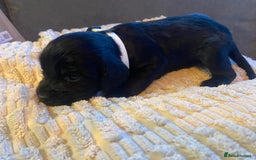 Cocker Spaniel dogs for sale: 10 Gorgeous KC Cocker Spaniel Puppies - Image 24