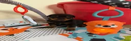 Rottweiler dogs for sale: Rottweiler pups  - Advert 9