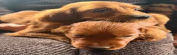 Irish Setter dogs for sale: TWO BOYS AVAILABLE READY TO LEAVE - Advert 19