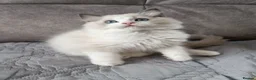 Ragdoll cats for sale: TICA registered ragdoll kittens  - Advert 15