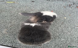 Mini Lop rabbits for sale: 3 beautiful mini lop rabbits for sale  - Image 8
