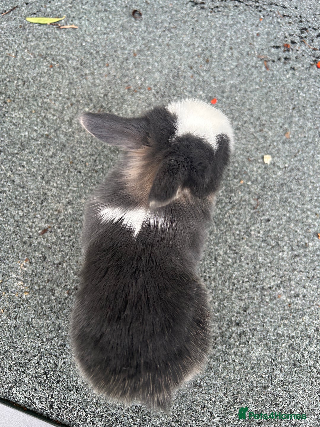 Mini Lop rabbits for sale: 3 beautiful mini lop rabbits for sale  - Image 8