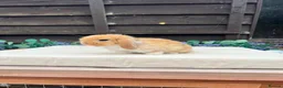 Mini Lop rabbits for sale: Pure bred mini lops - Advert 6
