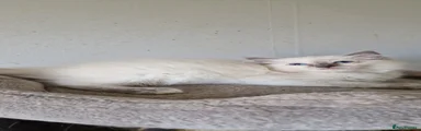 Ragdoll Kitten 3