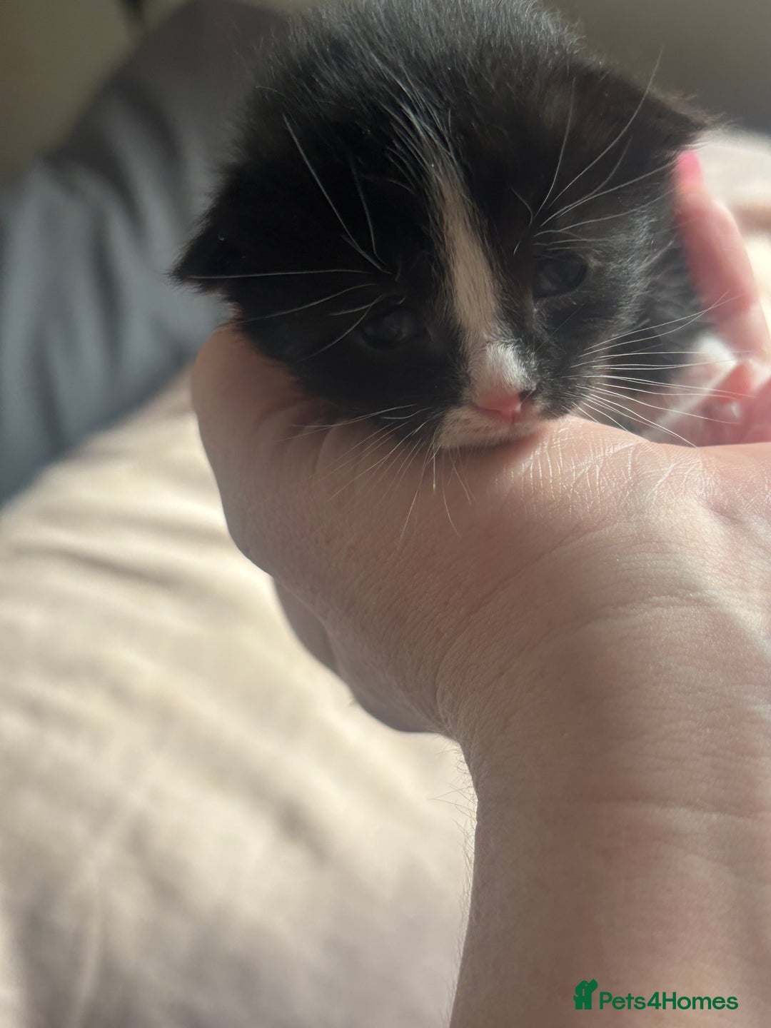 Bombay cats for sale: Kittens for sale  - Image 6
