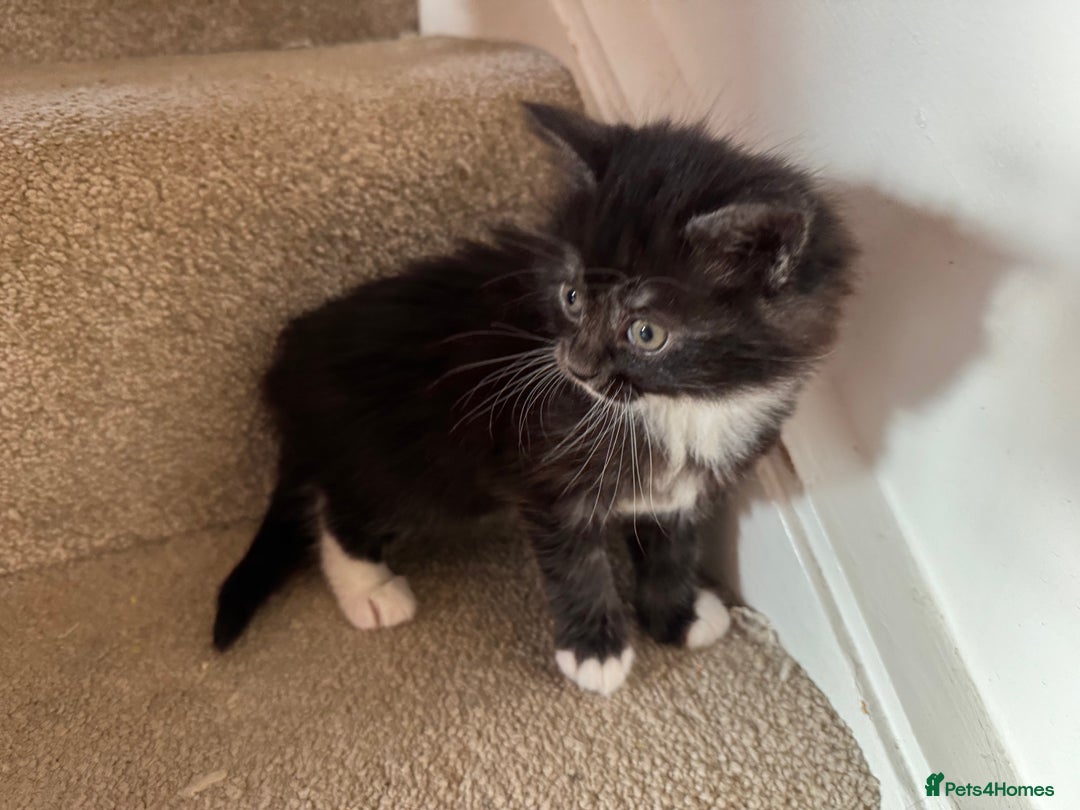 Maine Coon cats for sale: 5 beautiful kittens  - Advert 5