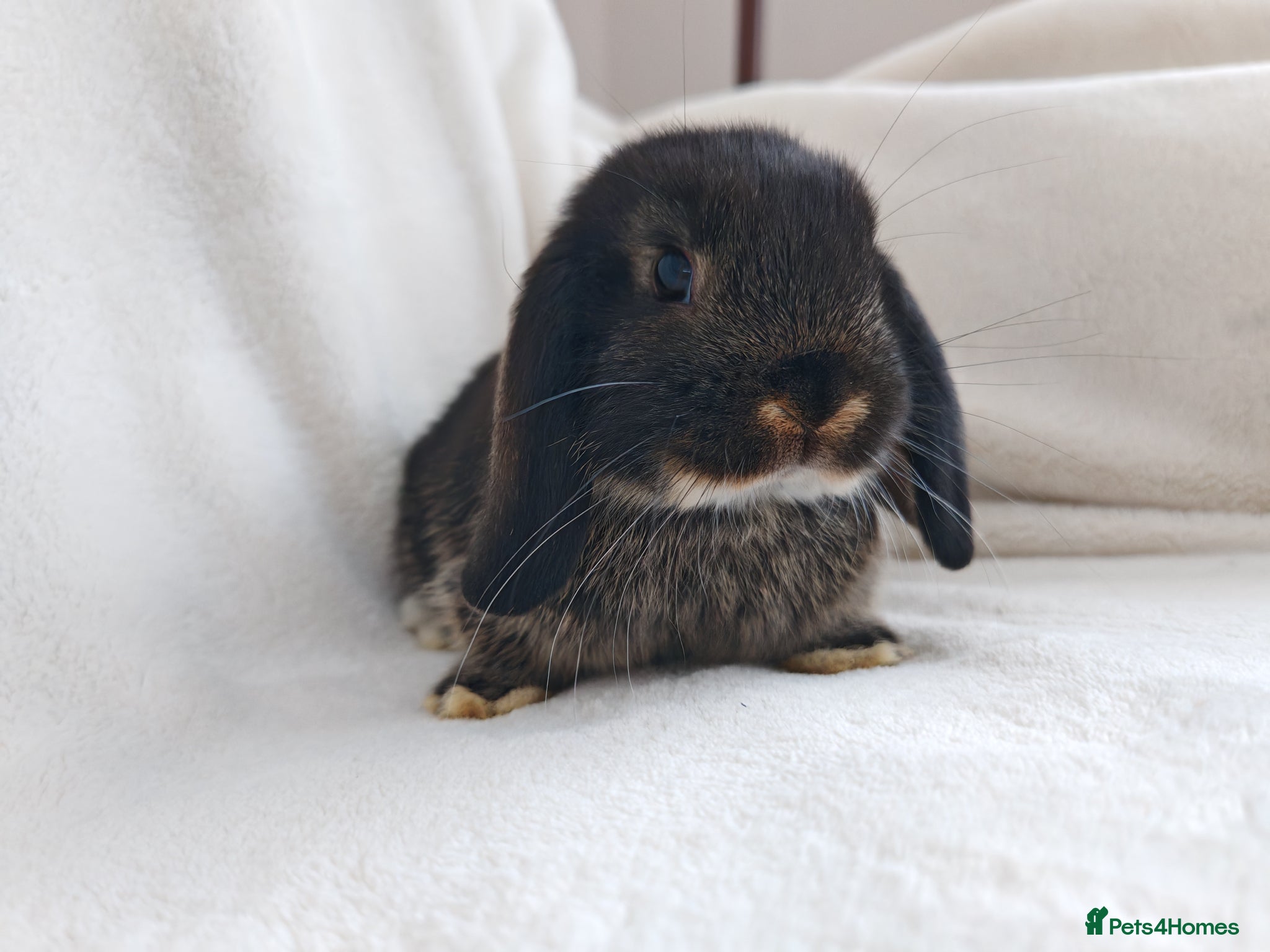 Mini Lop rabbits Beautiful Mini Lop Bunnies  - Advert 16