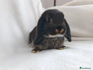 Mini Lop rabbits Beautiful Mini Lop Bunnies - Advert 1