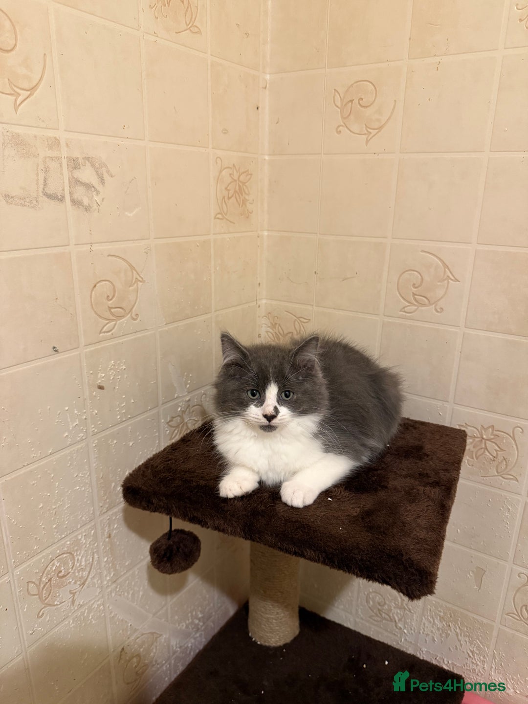 Ragdoll cats for sale: Ragdoll x Kittens - Image 1