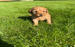 Miniature Poodle dogs for sale: KC registered Miniature Red poodles for Sale - Image 7