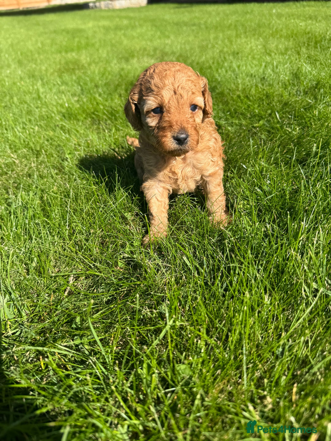 Miniature Poodle dogs for sale: KC registered Miniature Red poodles for Sale - Image 7