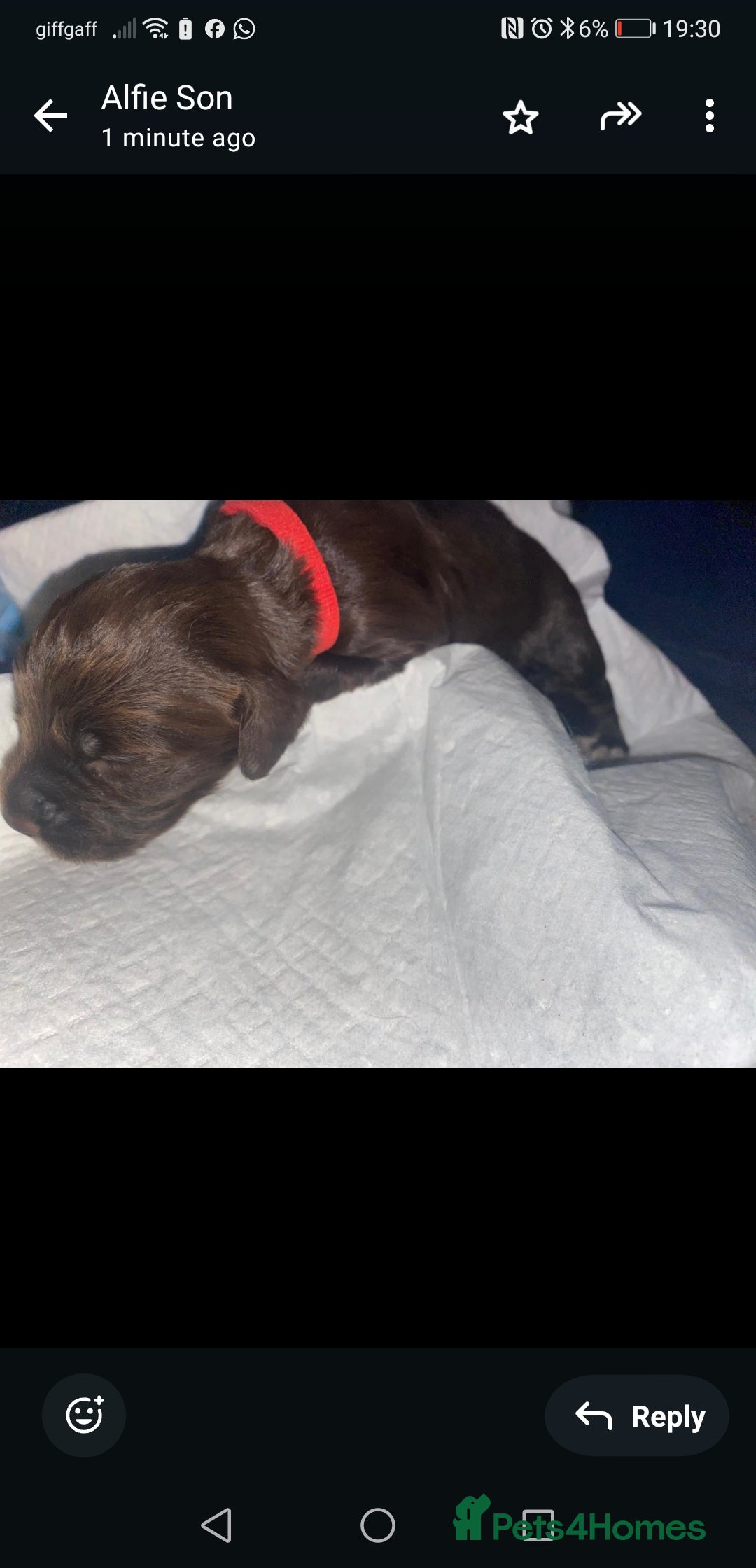 English Springer Spaniel dogs for sale: Beautiful springer Spainel pups. Ready 01/11/25 - Image 18
