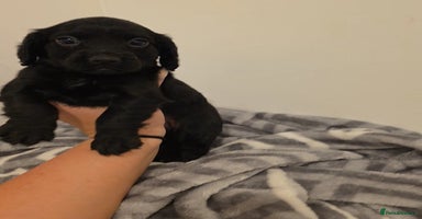 Cocker Spaniel dogs - Advert 2