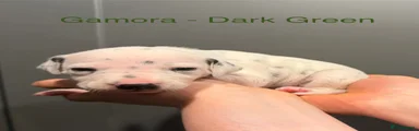 Dalmatian Black Girl - Gamora