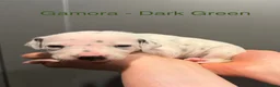 Dalmatian dogs for sale: KC Registered Dalmatian Pups Available to Reserve - Advert 2