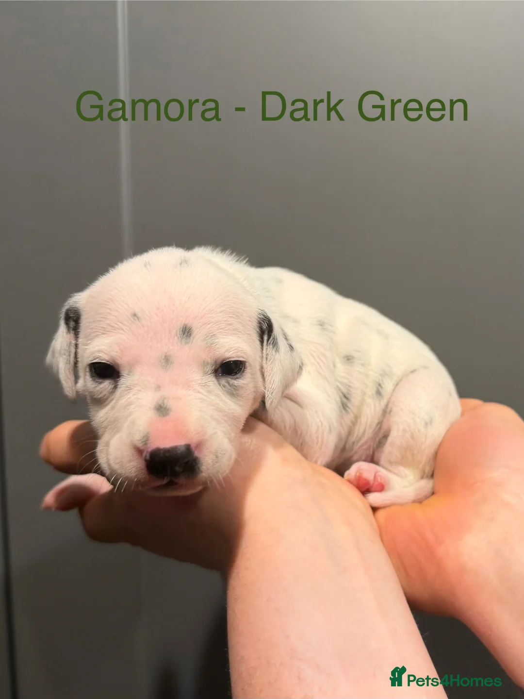 Dalmatian dogs for sale: KC Registered Dalmatian Pups Available to Reserve - Advert 2