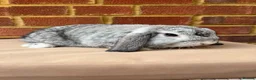 Mini Lop rabbits for sale: Chinchilla mini lop doe for re-homing - Advert 2