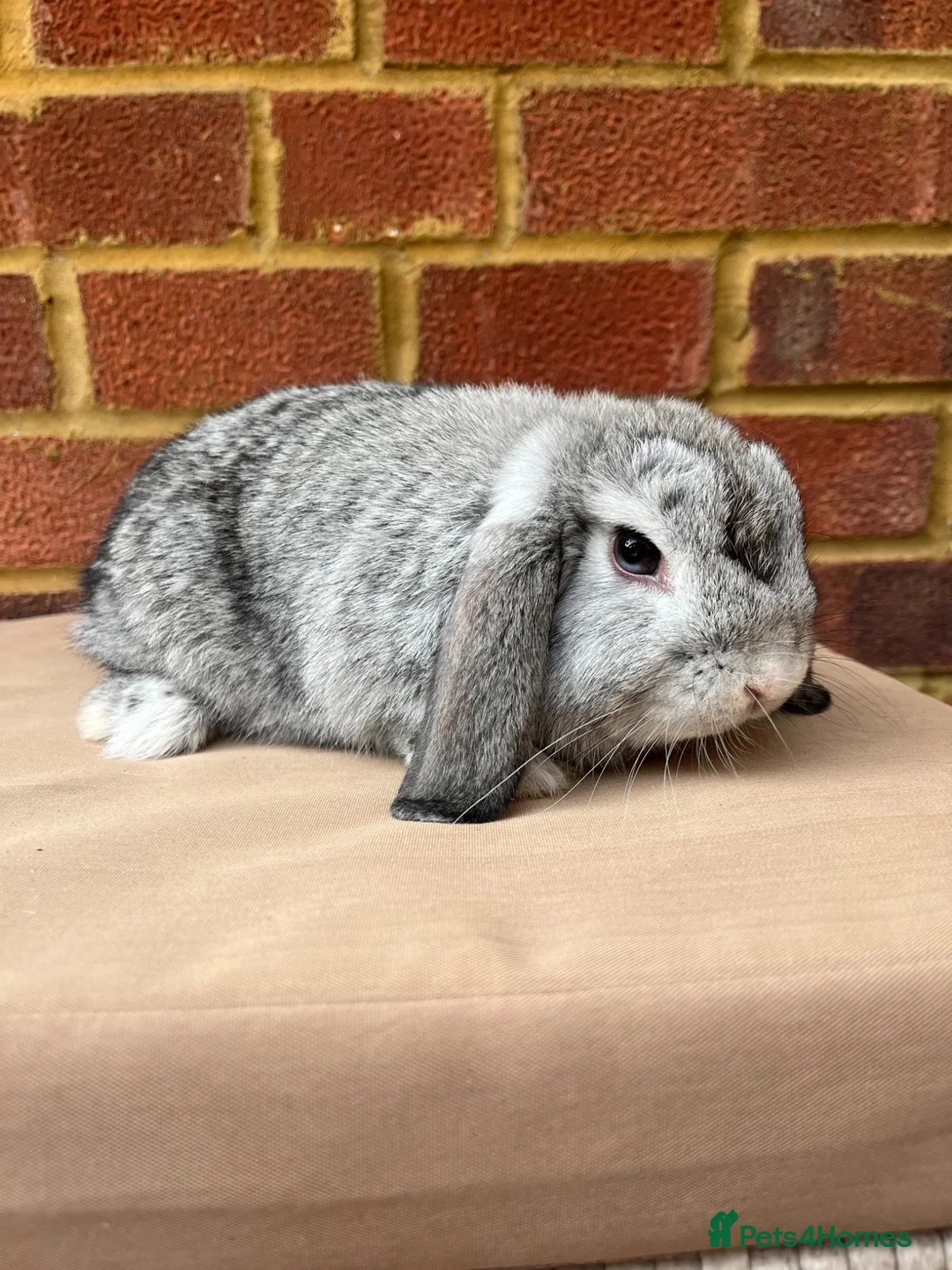 Mini Lop rabbits for sale: Chinchilla mini lop doe for re-homing - Advert 2