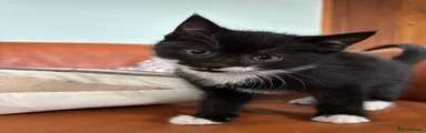 Mr Monopoly male