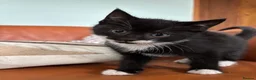 Mixed Breed cats for sale: 7 black and white kittens looking for forever home - Advert 10